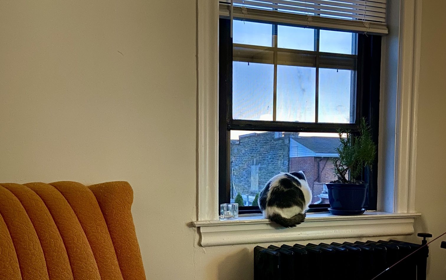 Esme the cat and Rosie the plant on the windowsill