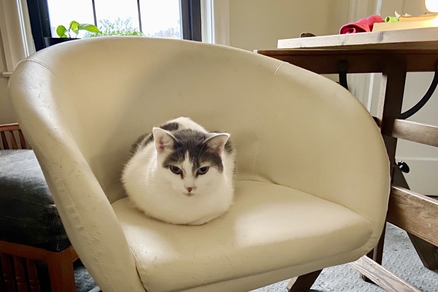Esme meatloafing in a swivel desk chair
